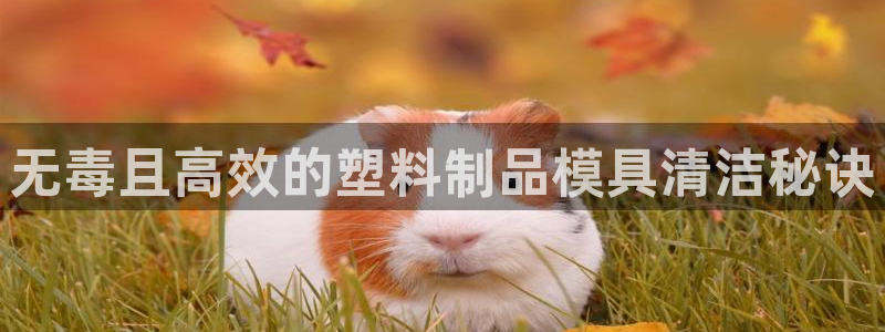 太陽成集團網(wǎng)址 app：無毒且高效的塑料制品模具清潔秘訣