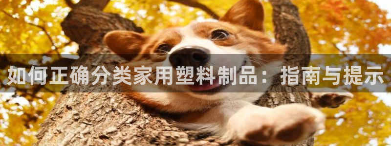 太陽集團電視劇：如何正確分類家用塑料制品：指南與提示